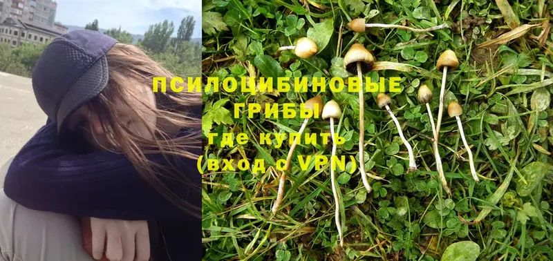 Псилоцибиновые грибы Magic Shrooms  Удомля 